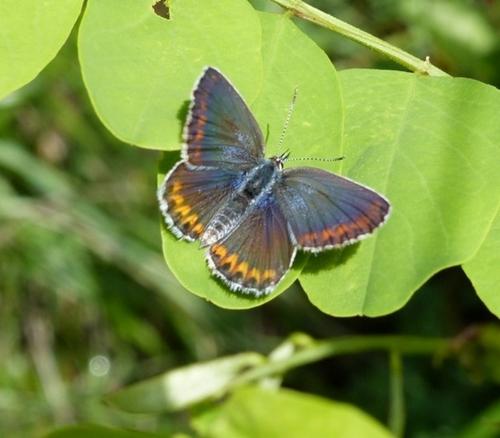 Réf. 181 842 : Plebejus argyrognomon